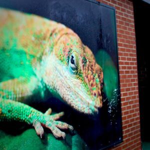 Lizard Lounge Poetry Night - Tonight's Feature: Campbell Mann